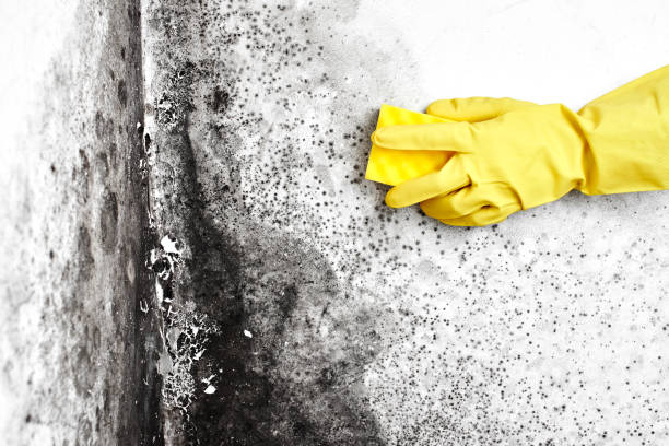 Best Mold Damage Repair  in Lockwood, MT