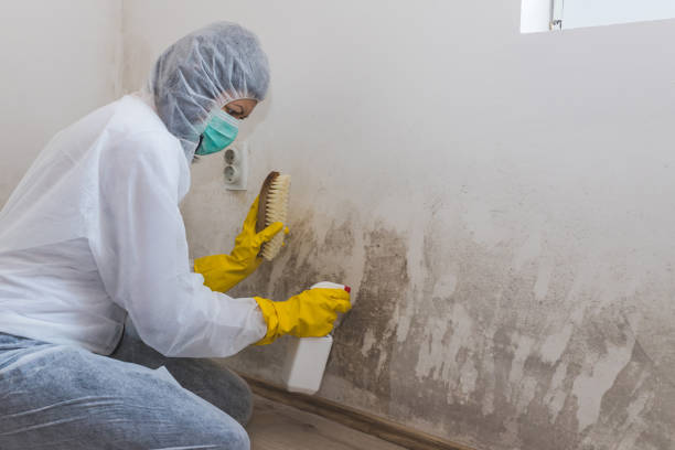 Best Certified Mold Removal  in Lockwood, MT