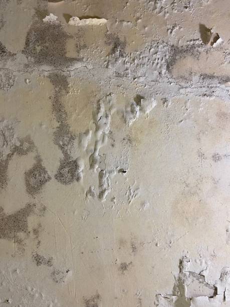 Best Mold Remediation  in Lockwood, MT