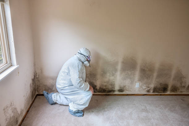Best Mold Testing and Removal  in Lockwood, MT