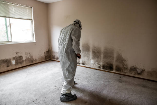 Best Toxic Mold Removal  in Lockwood, MT